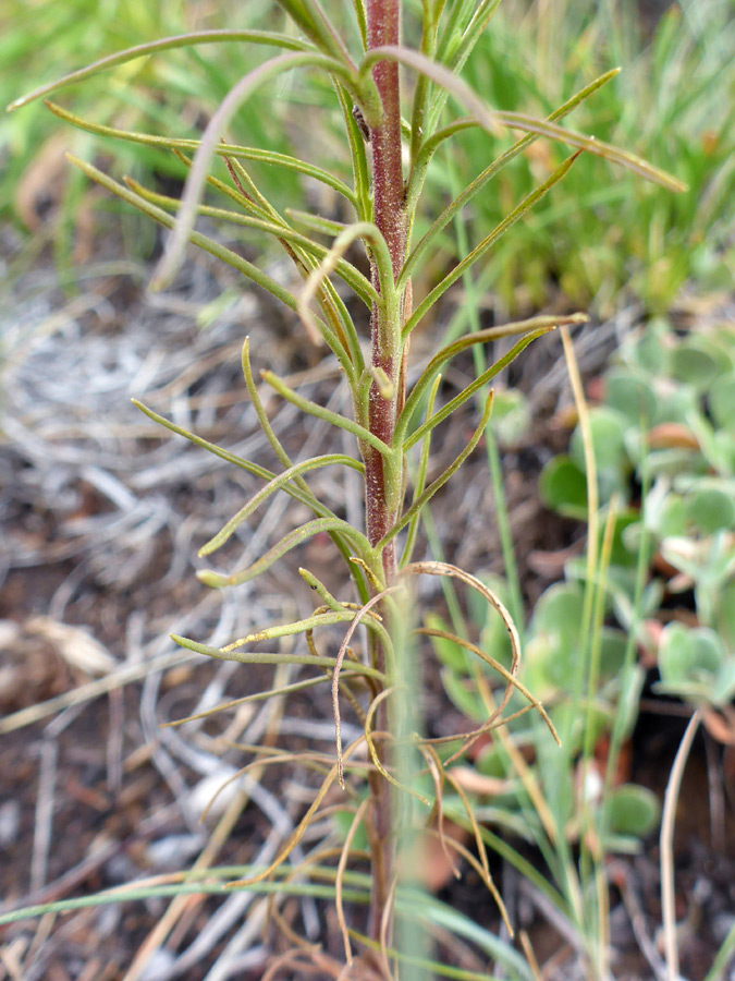 Leaves and stem