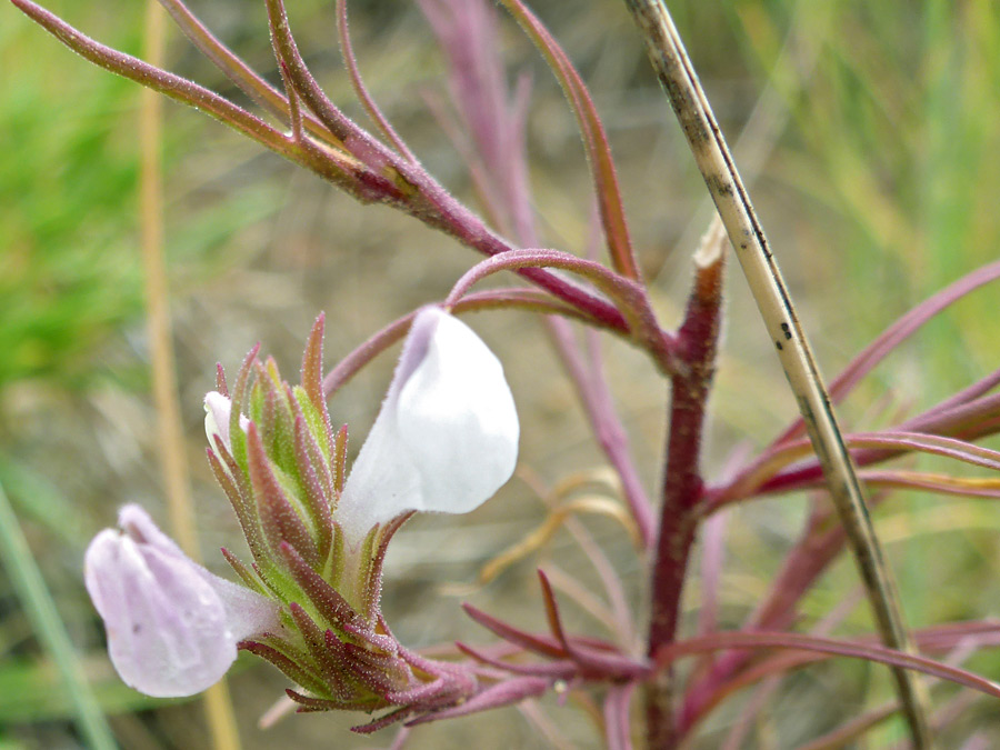 Flowers and bracts