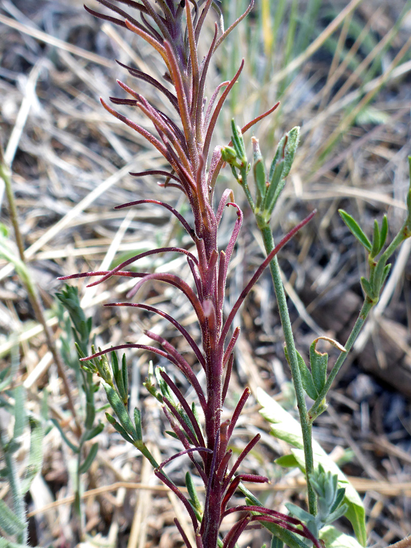 Linear, purplish leaves