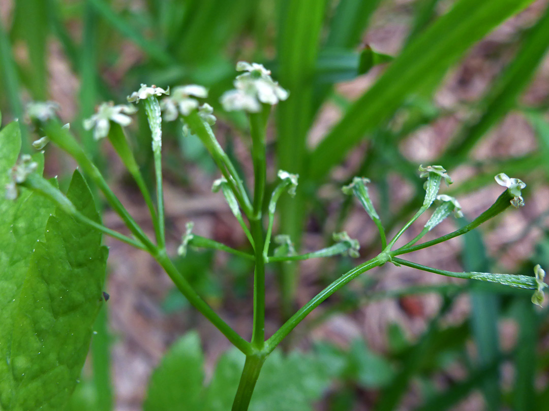 Open flower cluster