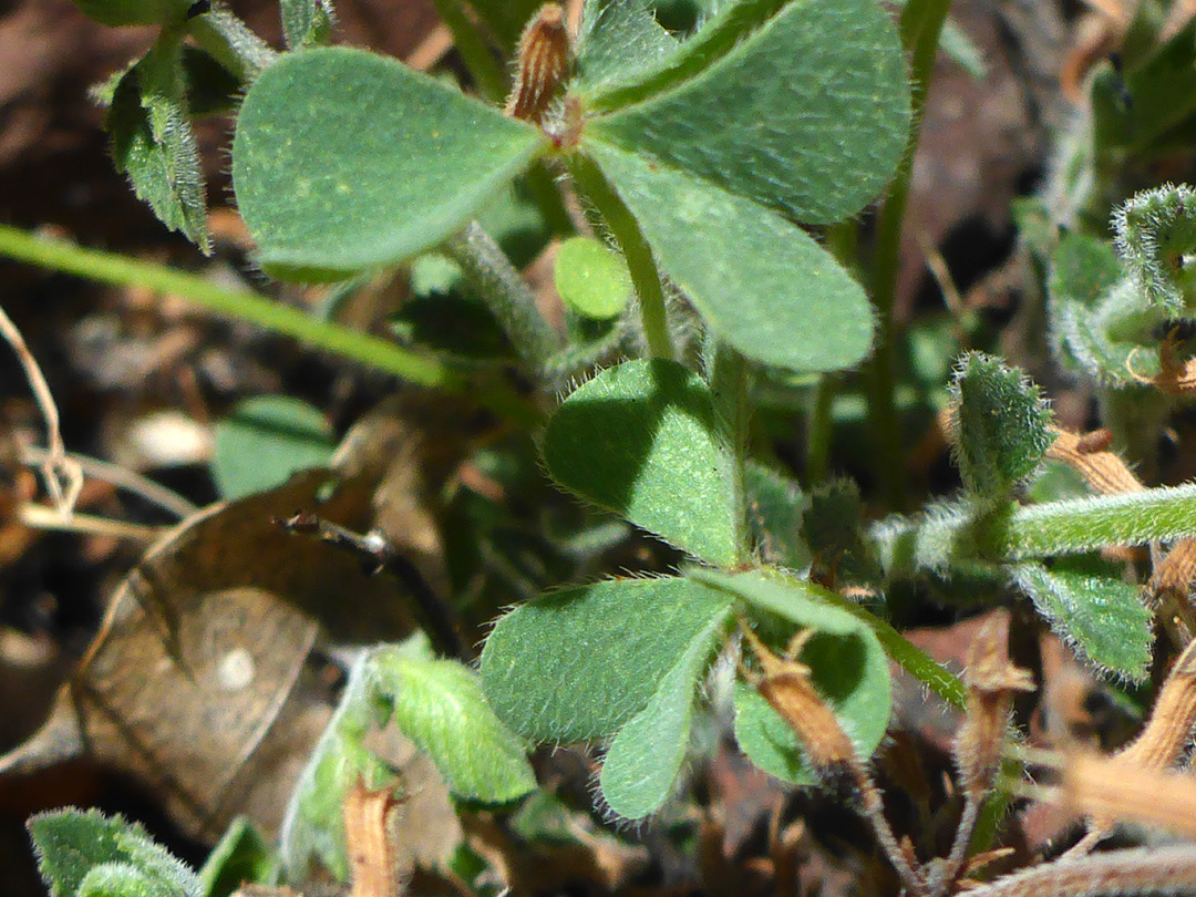 Hairy leaves