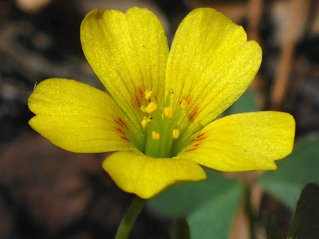 Five-lobed flower