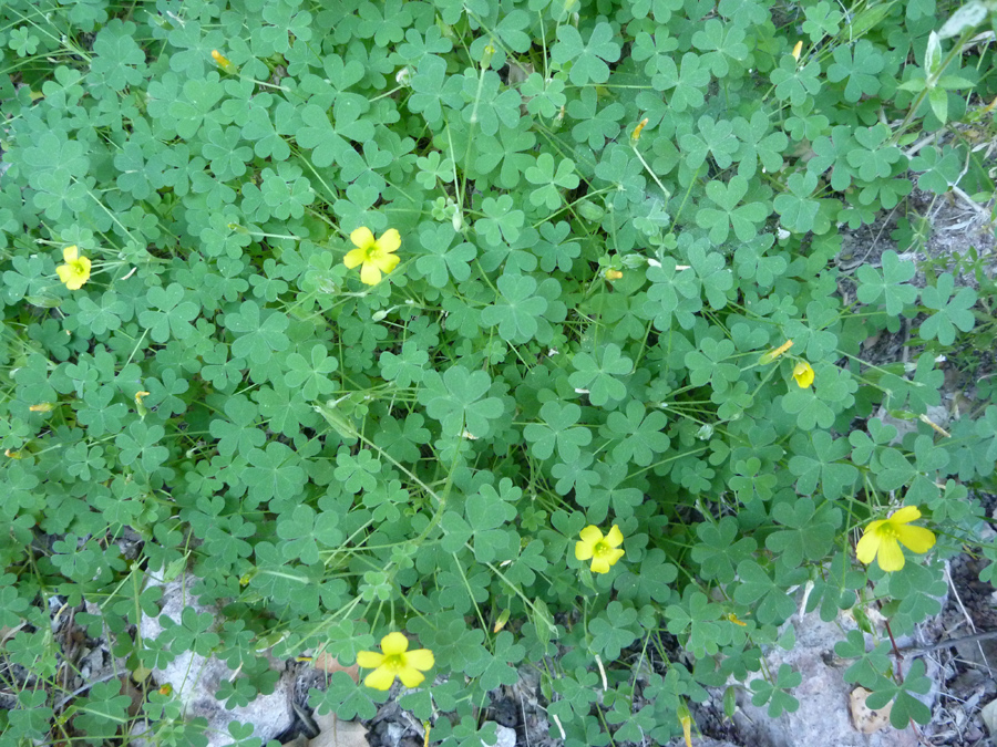 Flowers and leaves