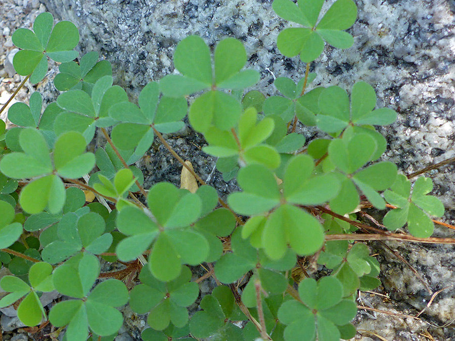 Trofoliate leaves