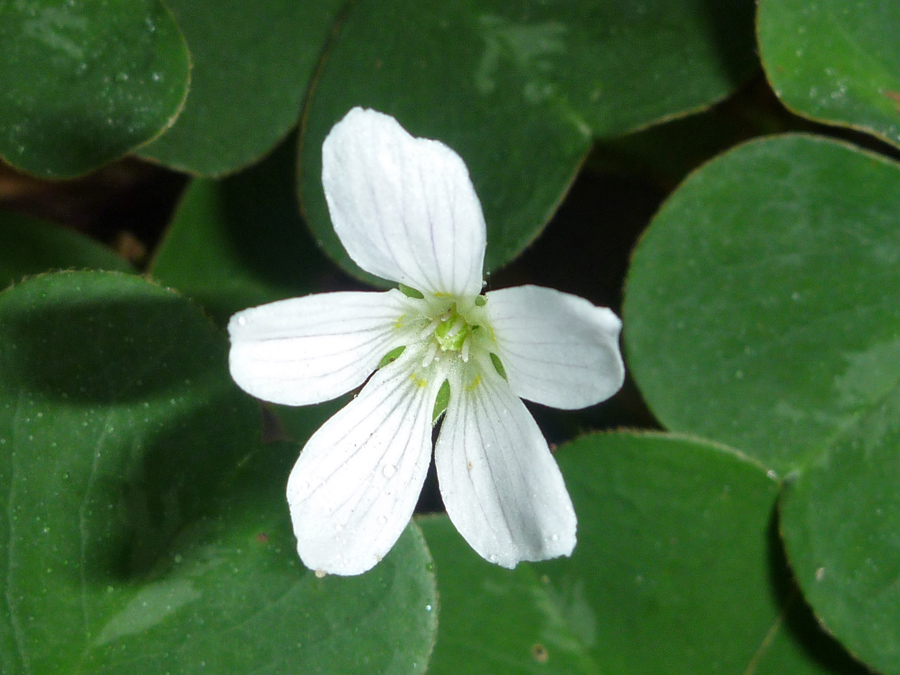 Five-petaled flower