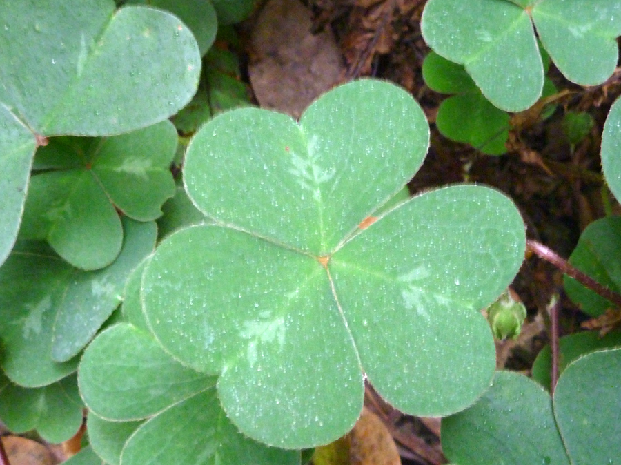 Trifoliate leaf