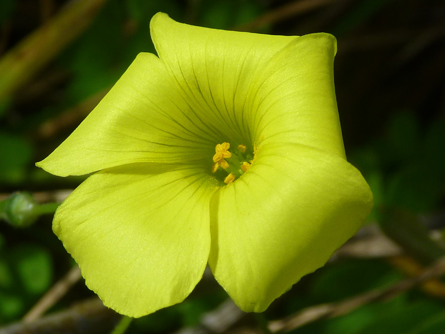 Five-petaled flower