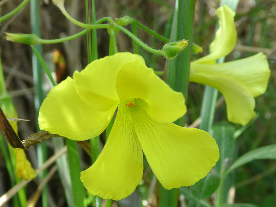 Two flowers