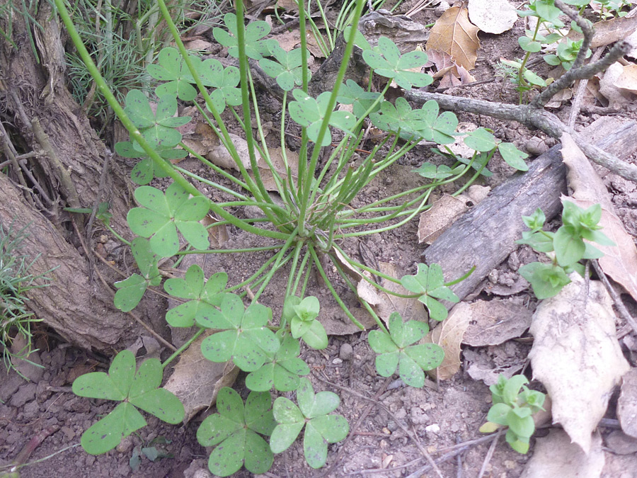 Basal leaves