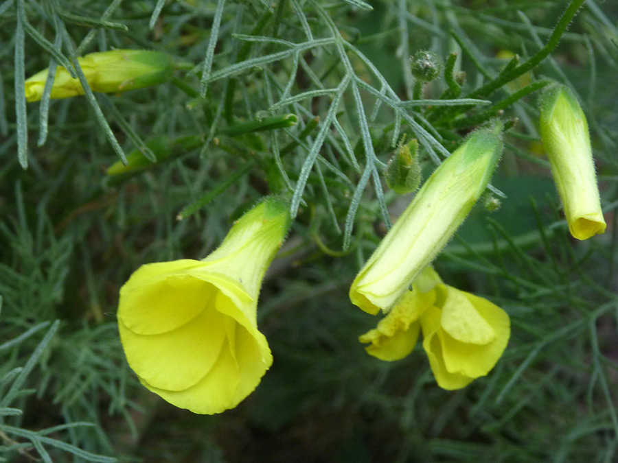 Opening flowers