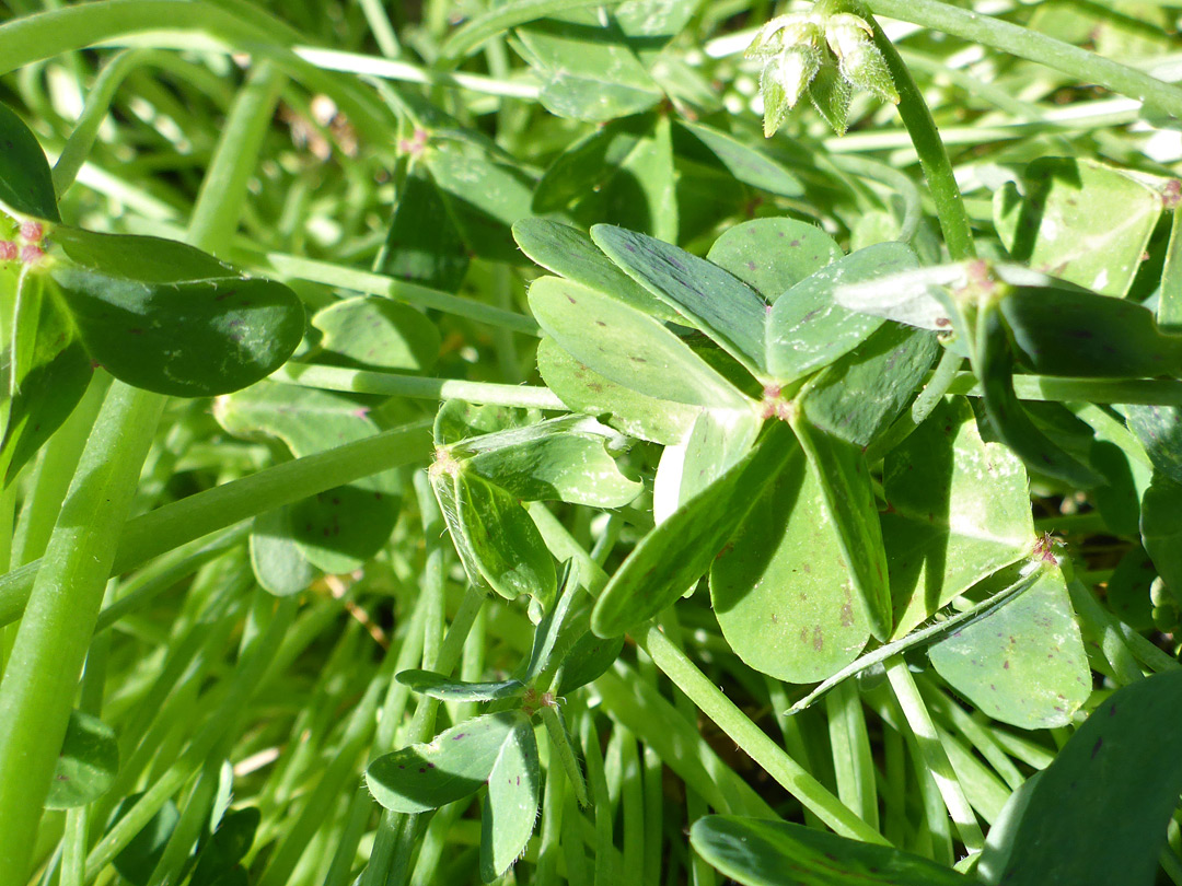 Glabrous leaves