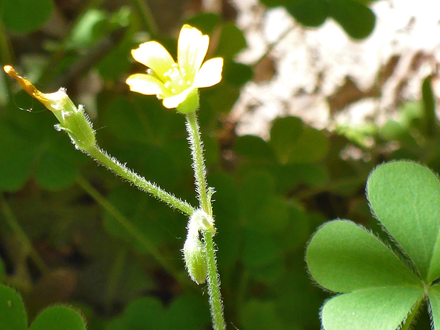 Hairy stem