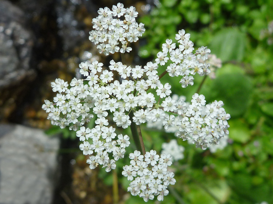 Tiny flowers