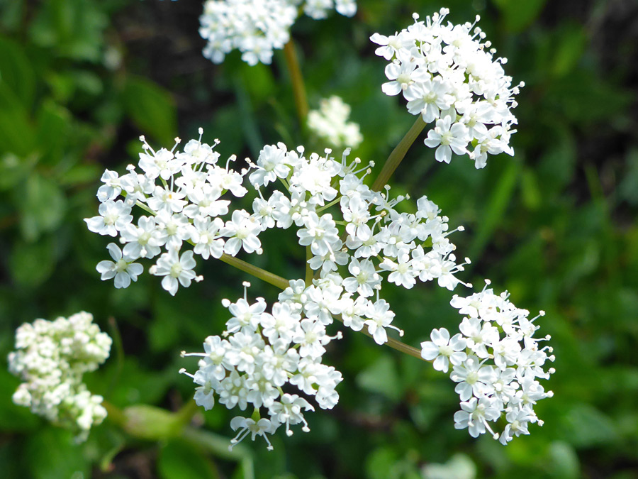 Pure white petals