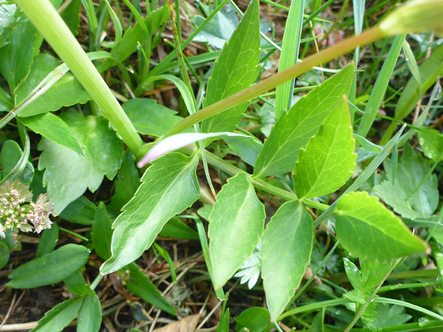 Compound leaf