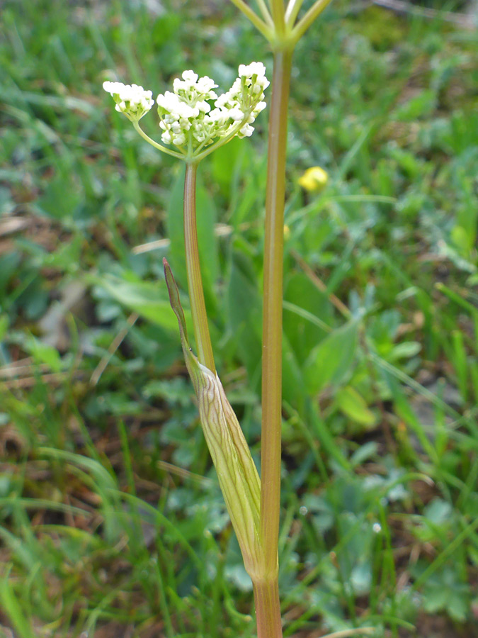 Sheathed flower stem