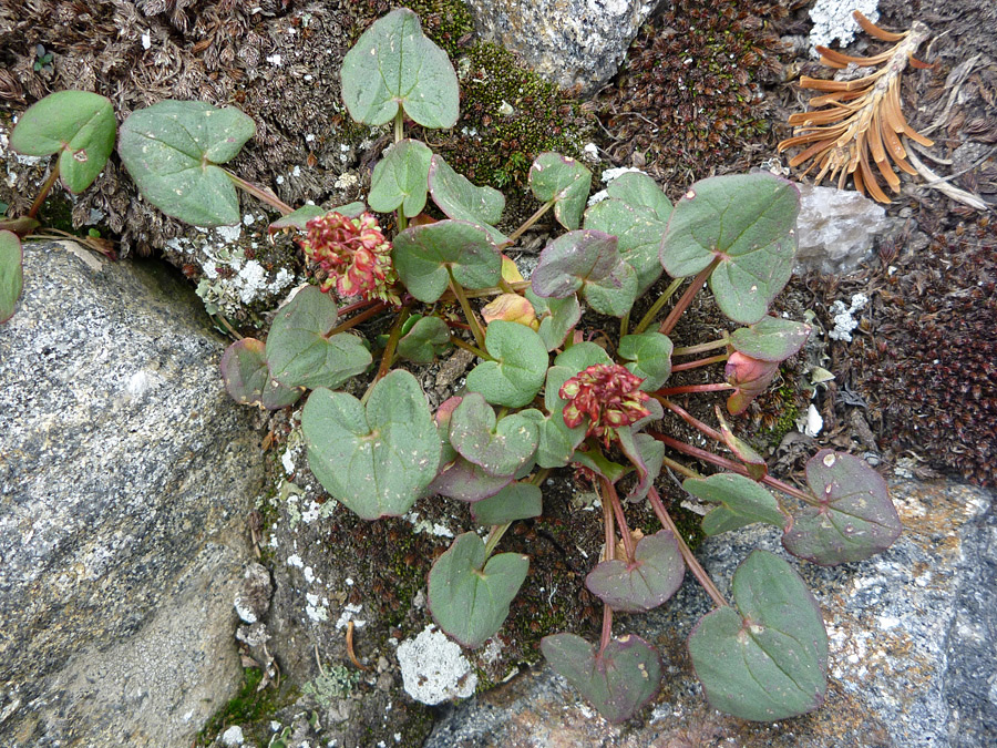 Two plants