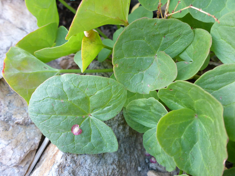 Green leaves