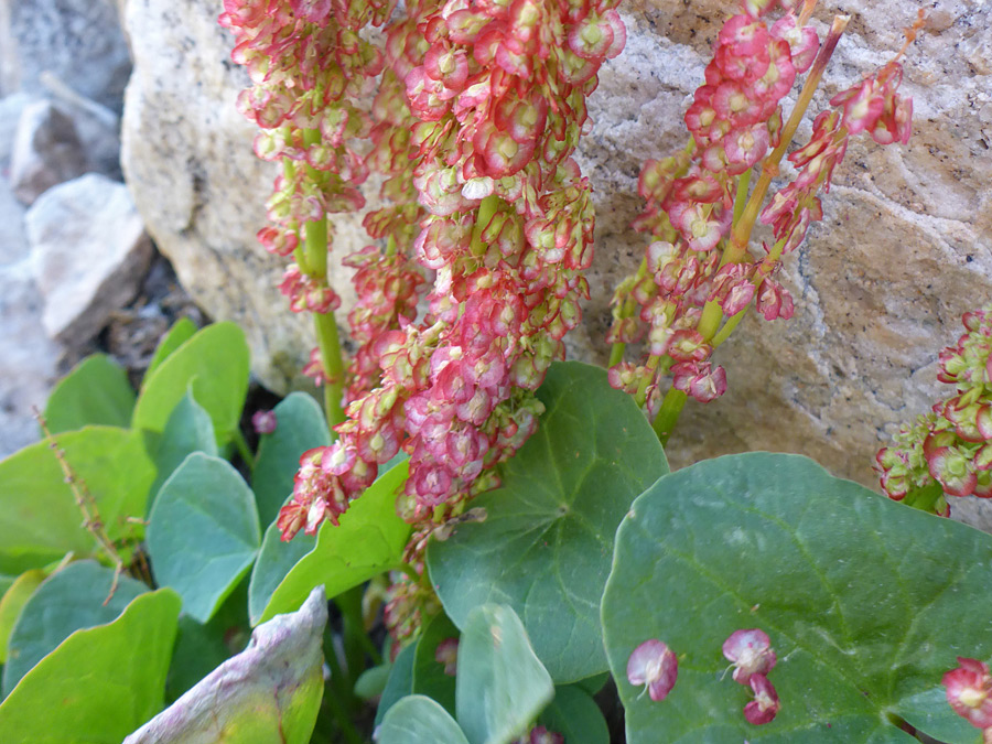 Reddish purple flowers