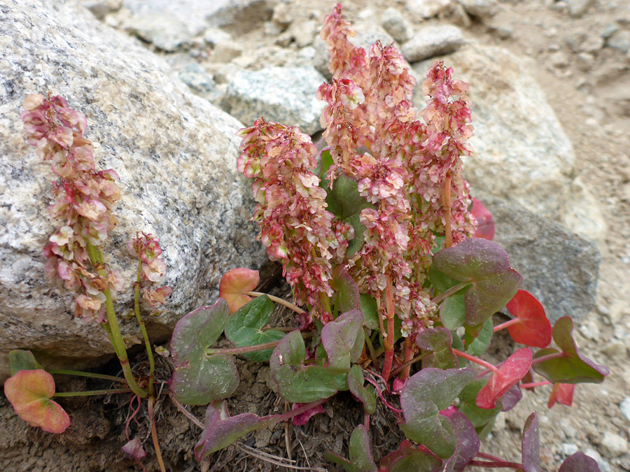 Flowers, starting to wither