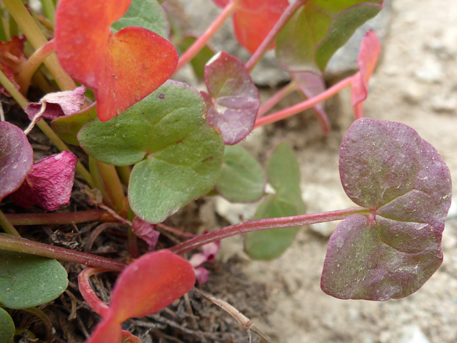 Red stems and leaves