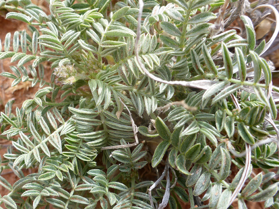 Dense foliage