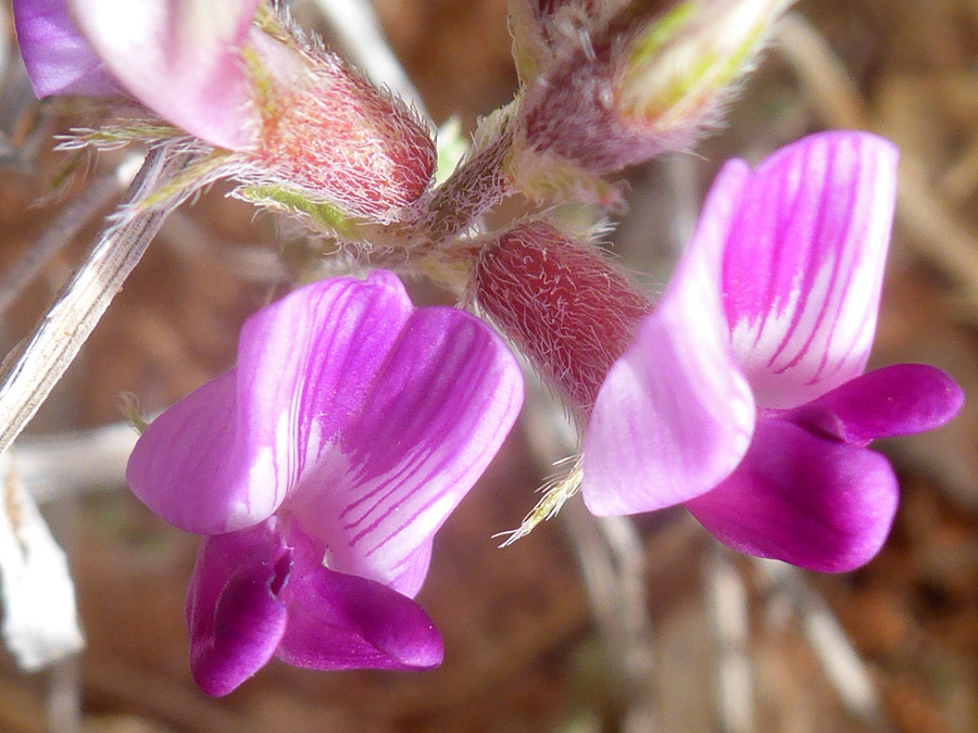 White calyx hairs