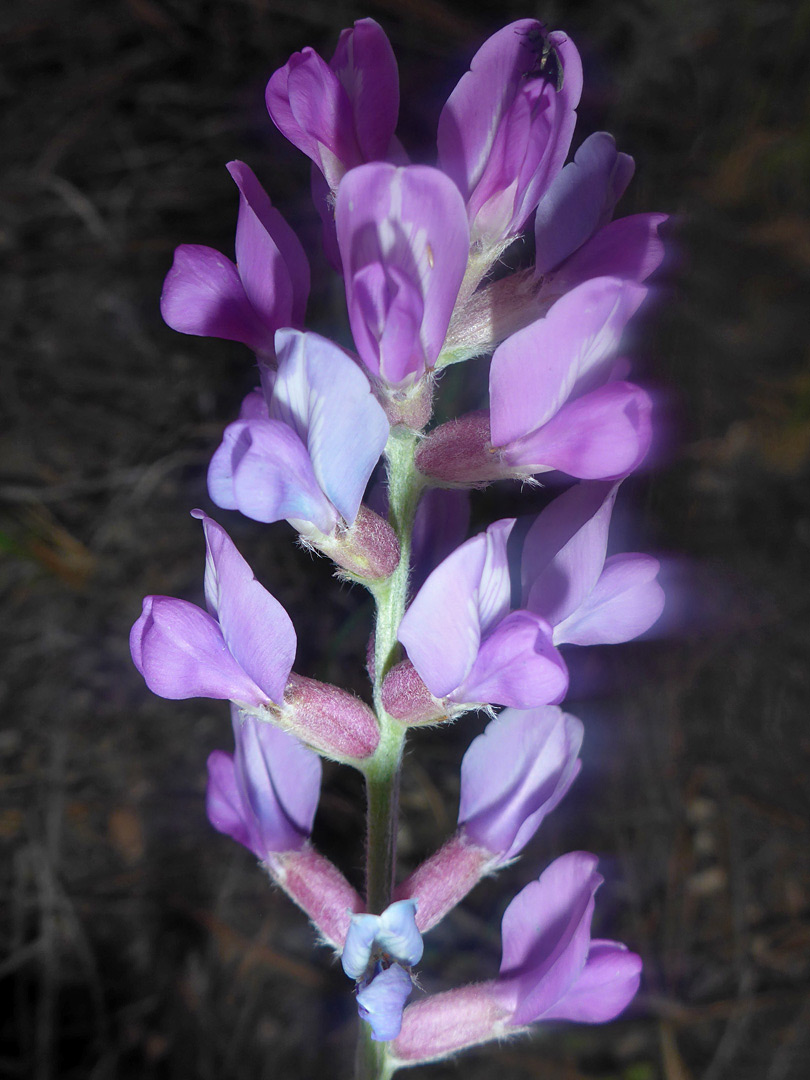 Elongated inflorescence