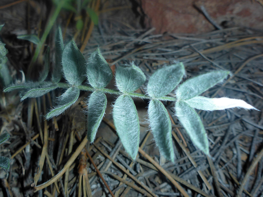 Hairy, pinnate leaf