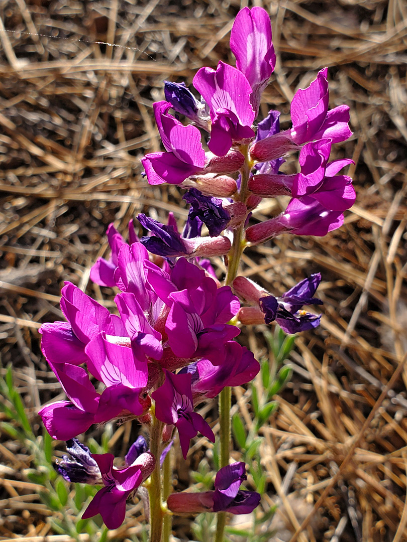 Bright pink flowers