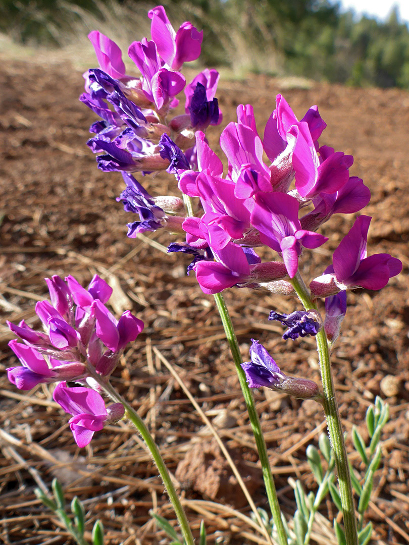 Three flowering stems