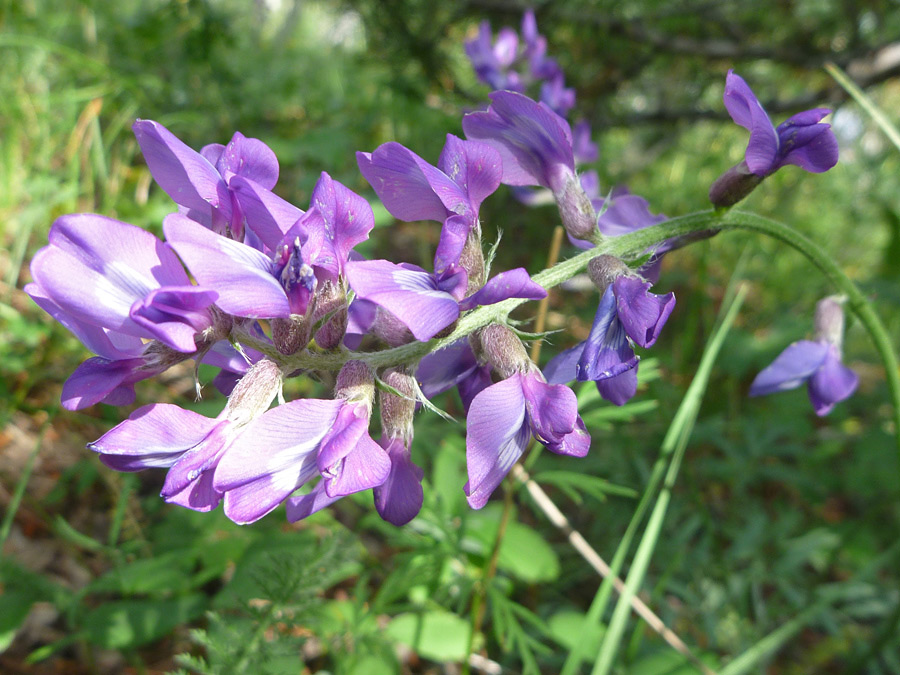 Arching stalk