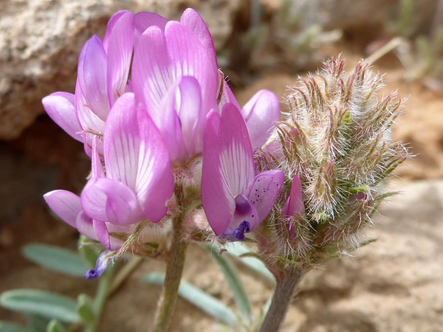 Flowers and calyces