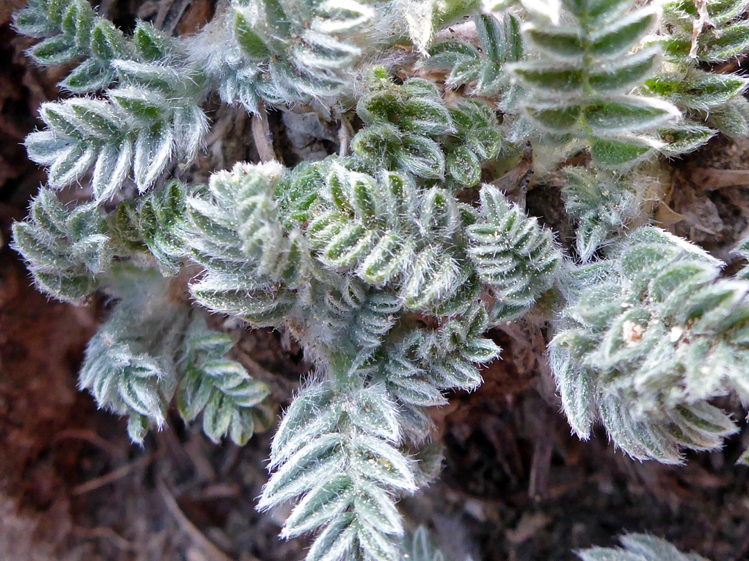 Hairy, clustered leaves
