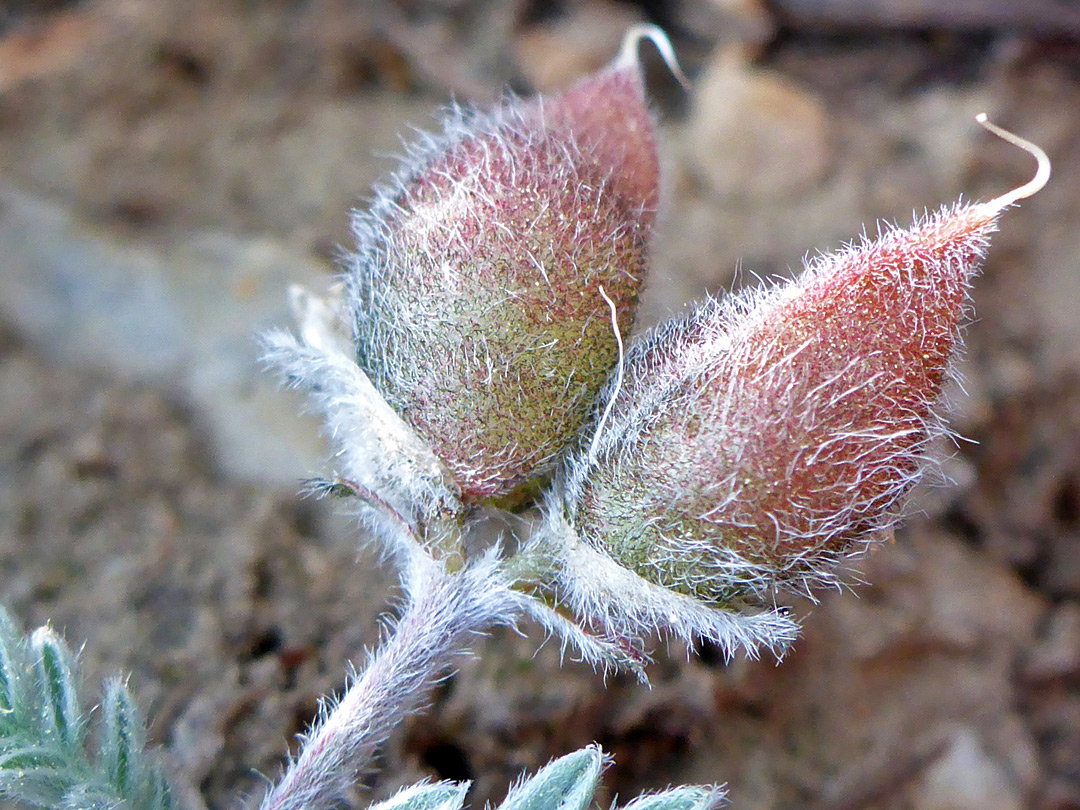 Hairy fruit