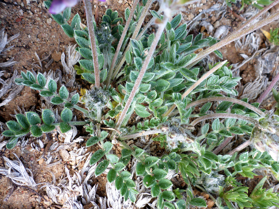 Stems and leaves