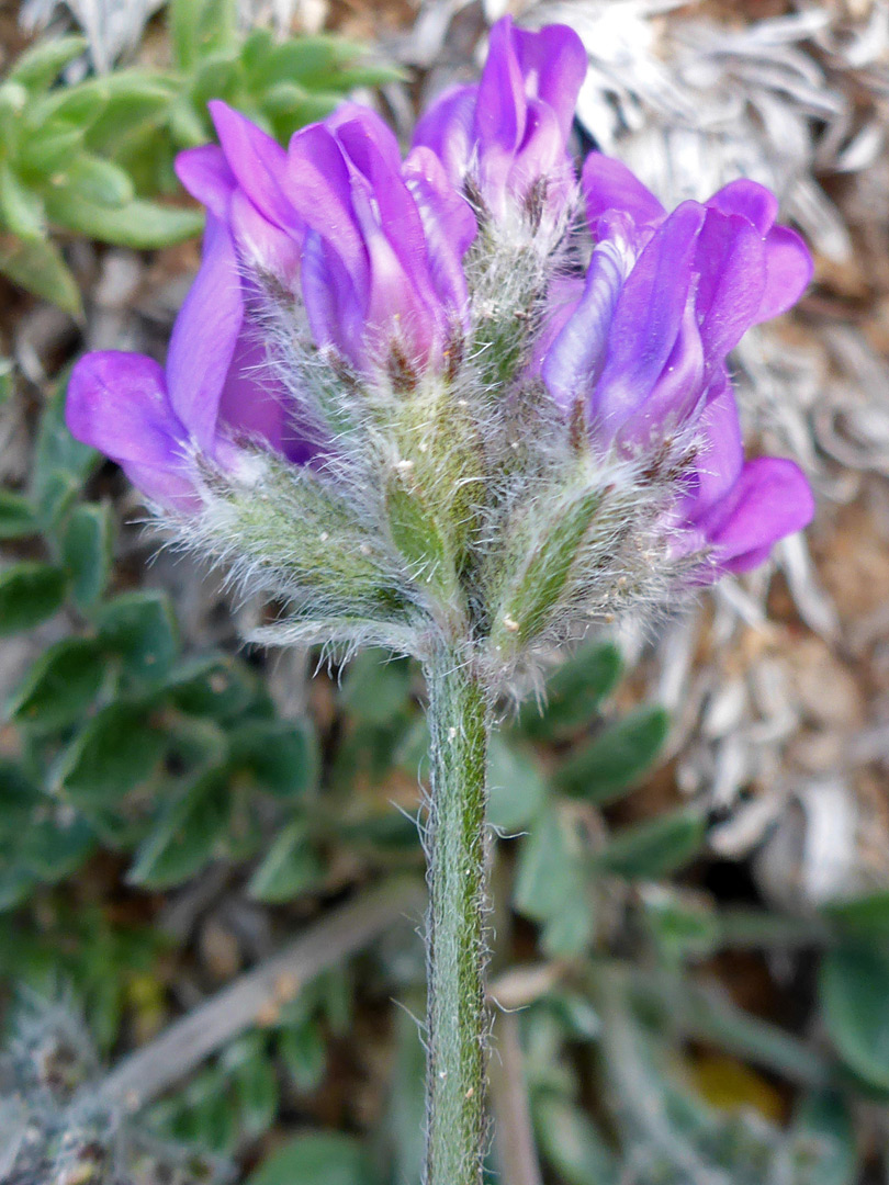 Hairy stem and bracts