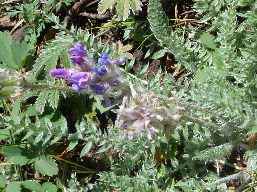 Blue-purple flowers