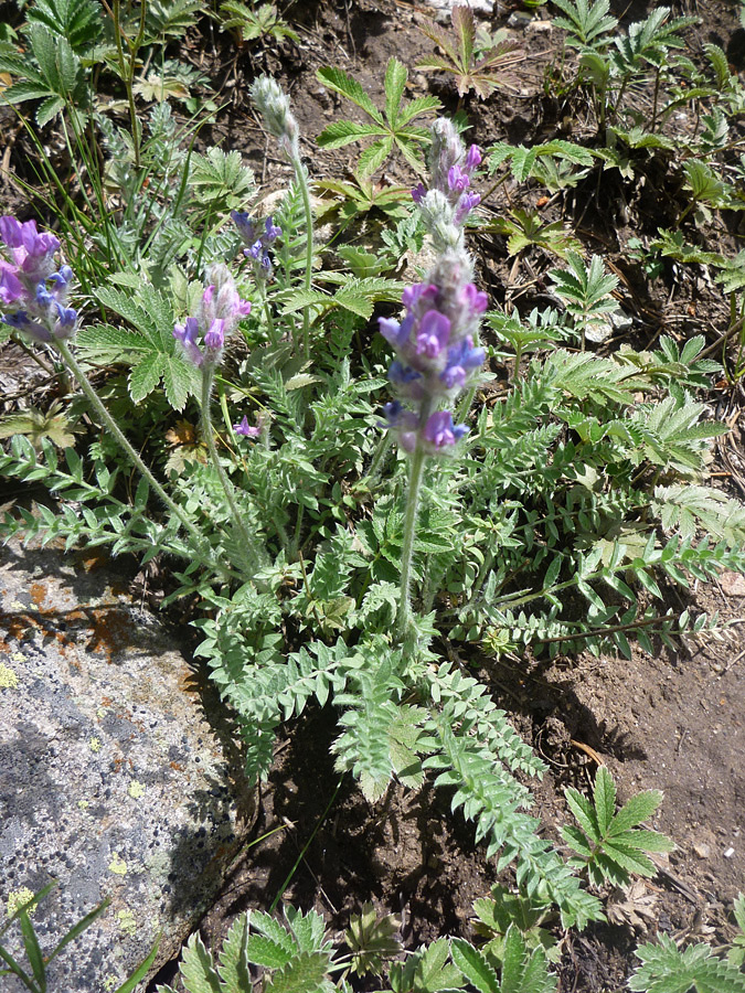 Basal leaves