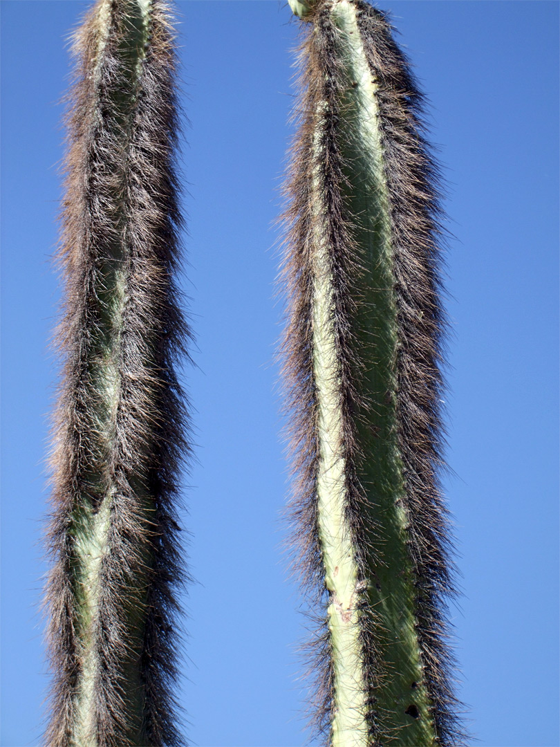 Hairy stems