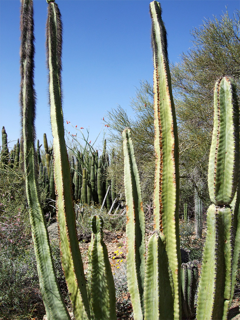 Tall stems