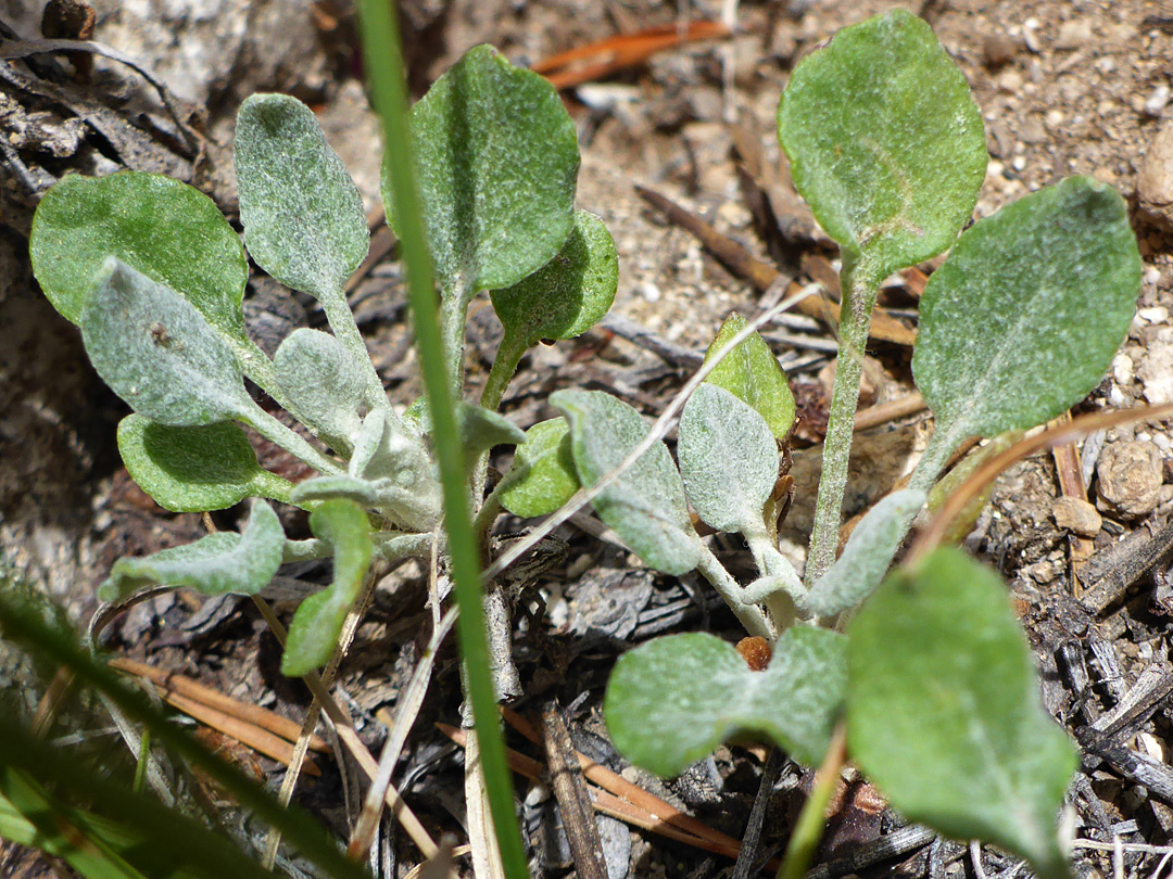 Long-stalked leaves