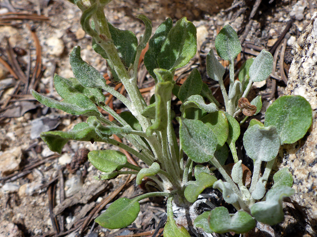 Leaves and lower stem