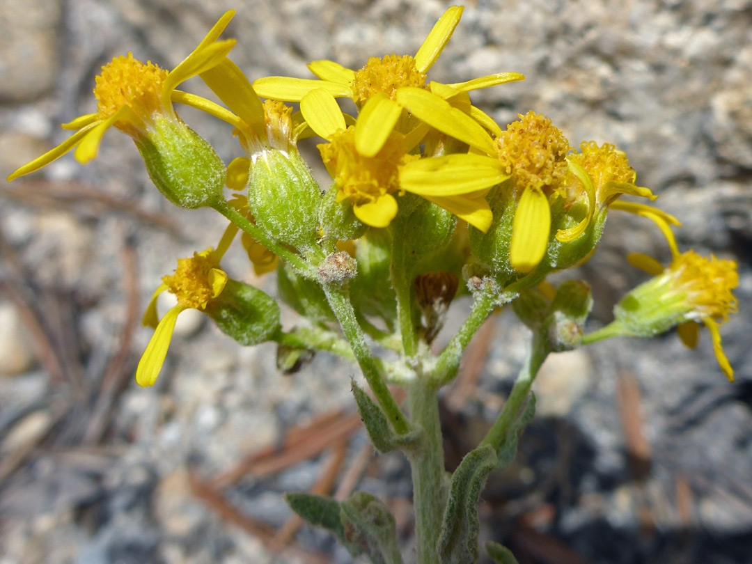 Florets and phyllaries