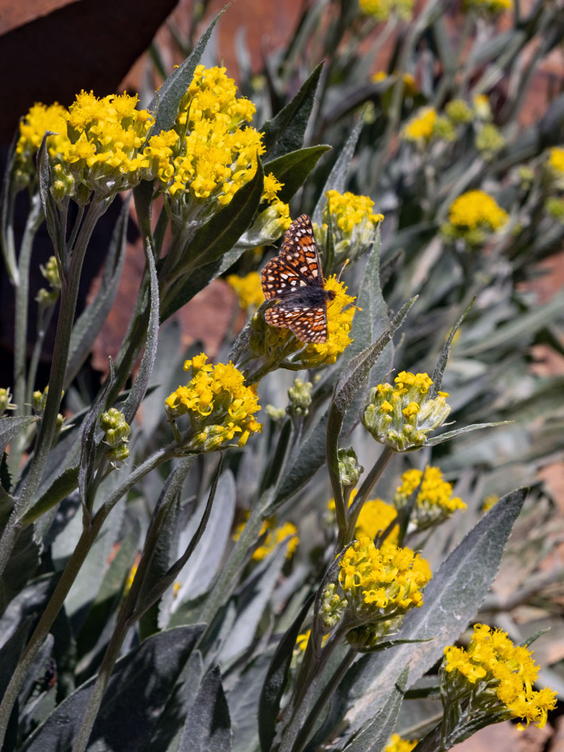 Butterfly on flowers