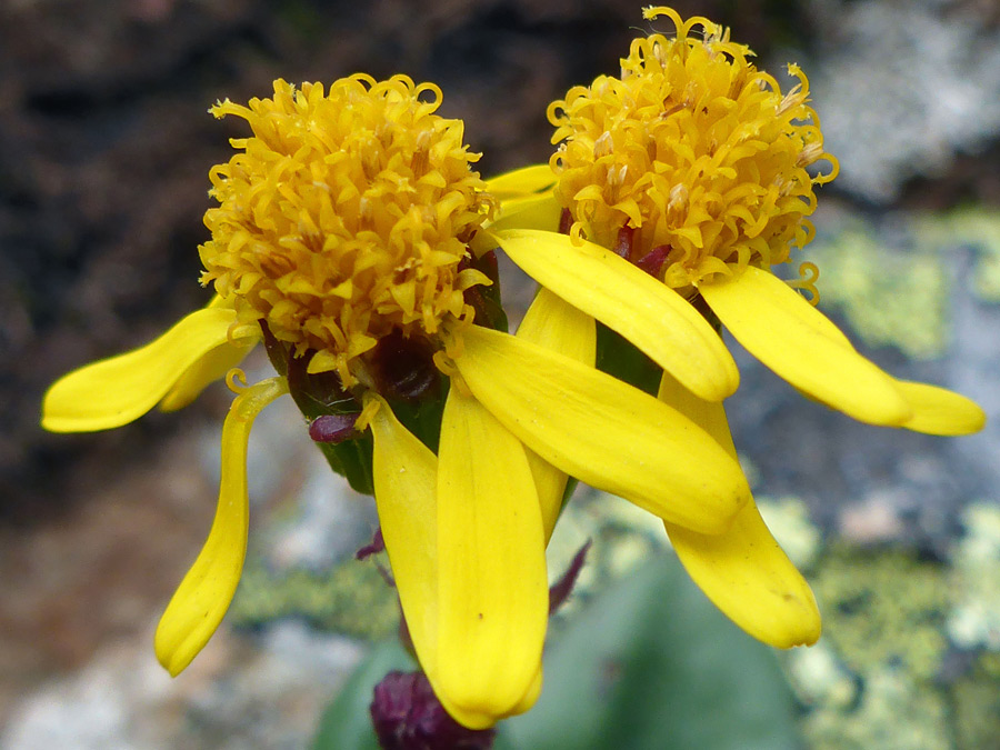 Two flowerheads