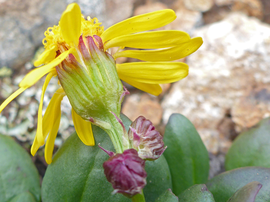 Greenish phyllaries