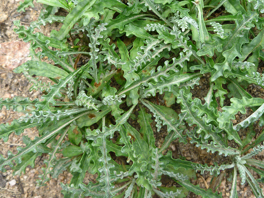 Lobed leaves