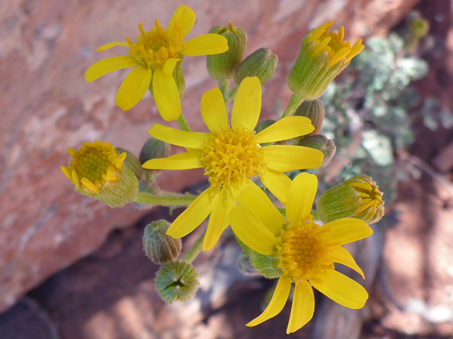 Developing flowerheads