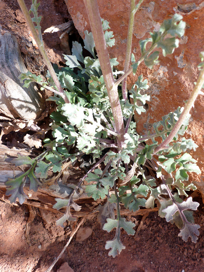 Leaves and stems